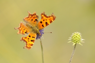 Comma butterfly by Amy Lewis