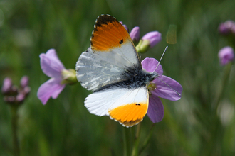 Orange-Tip Butterfly by Andy Karran