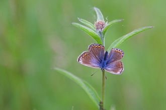 common blue on flower