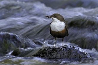 Dipper bird standing on a rock in flowing water