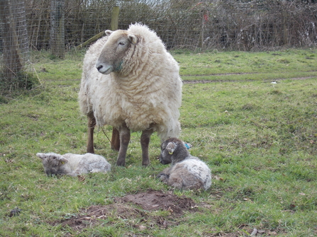 Hill Radnor sheep and lambs