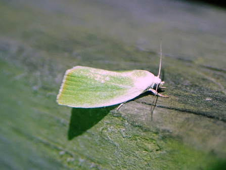 Cream-bordered Green Pea moth