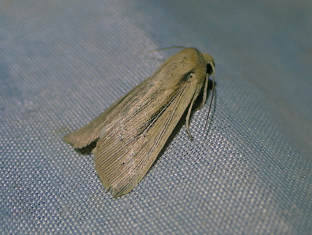 Obscure Wainscot moth