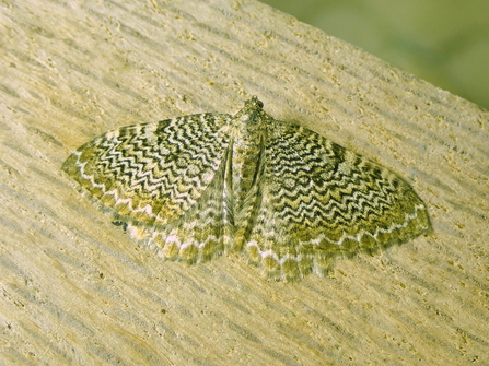 Scallop Shell moth