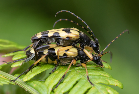 Black and yellow Longhorn beetles