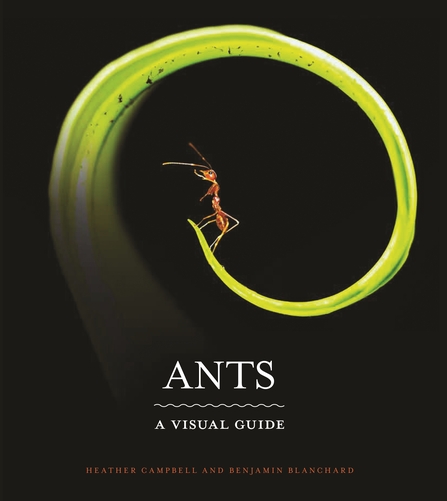 ants book front cover