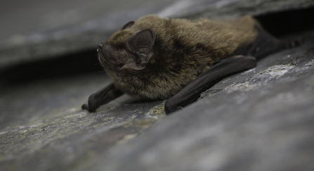 Leisler's Bat