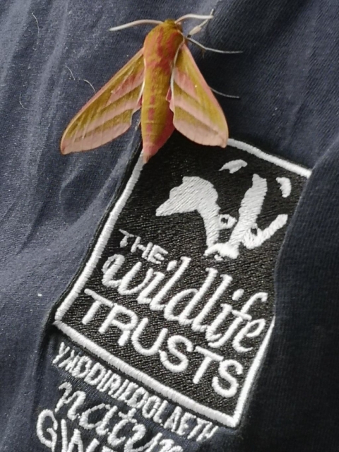 Elephant hawk-moth  The Wildlife Trusts