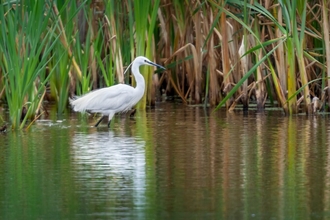 A Little Egret in a waterway on the Gwent Levels