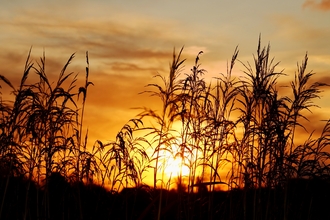 Winter sun at Magor Marsh