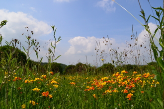 New Grove meadows