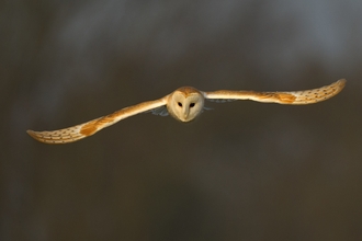 Barn Owl in flight