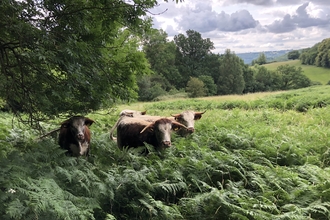 Cattle standing in long bracken