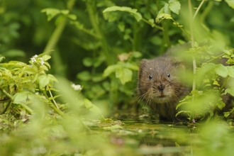 water vole 