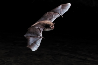 Daubenton's Bat