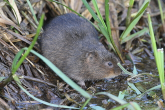 Photo of Water Vole