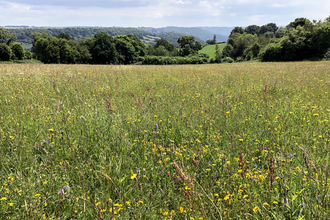 Photo of Wild Flower Meadow at Pentwyn Farm Reserve