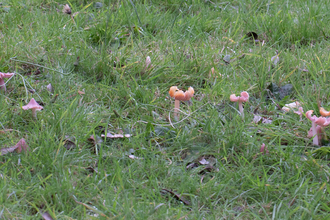 Photo of Pink Waxcaps