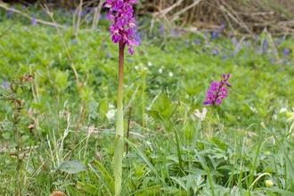 Early purple orchid by Adrian Scott