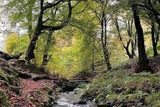 Nant Merddog in Silent Valley nature reserve