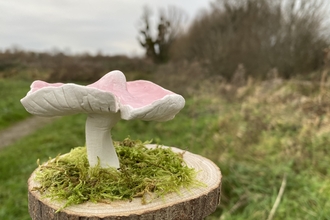 Clay pink waxcap