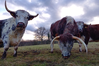 Long horn cattle