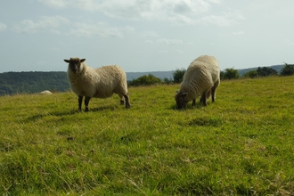 Pentwyn and Wyeswood Livestock - two sheep in field