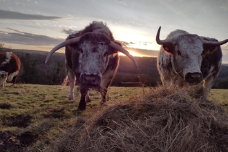 Long horn cattle at sunrise