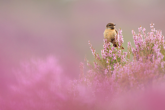 Stonechat wildlife trust