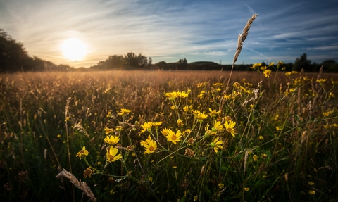 Gwent Levels horizon