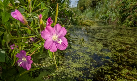 Waterway on the Gwent Levels