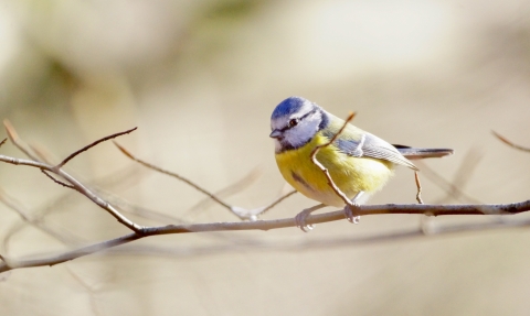 Blue tit by Mandy Jones