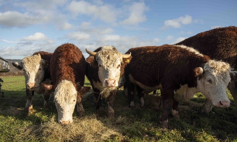 Herd of Hereford cattle