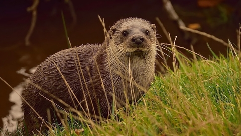 Otter on bank