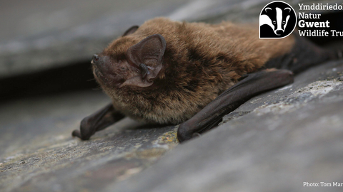 Night Time Bat Walk