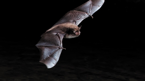 Daubenton's Bat