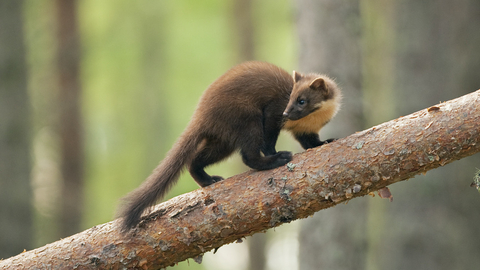 Photo of a Pine Marten