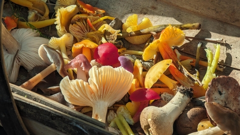 Numerous Meadow Fungi Incuding Waxcaps in a basket