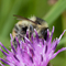 Photo of Shrill Carder Bee