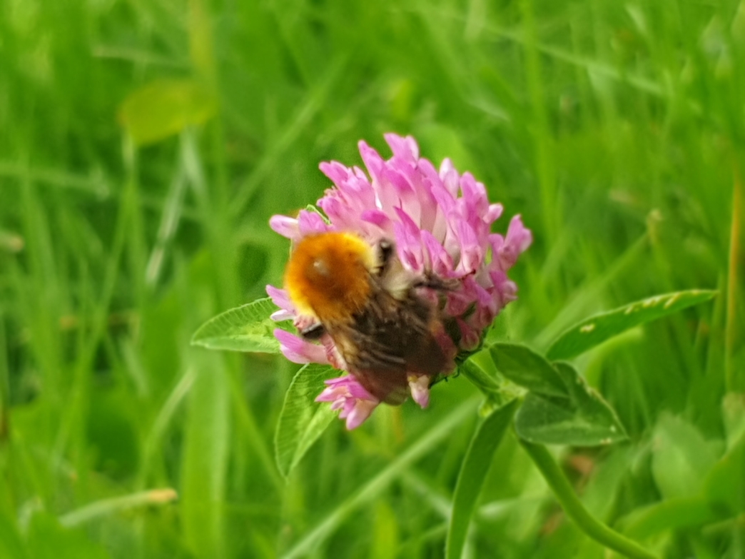 Gwent Wildlife Trust Photography competition winners 2019 | Gwent ...