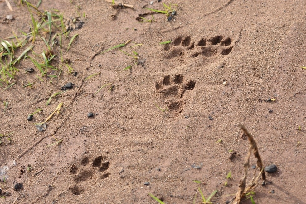 I Otter Learn More | Gwent Wildlife Trust