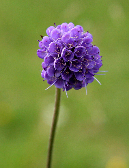 Devil's-bit scabious