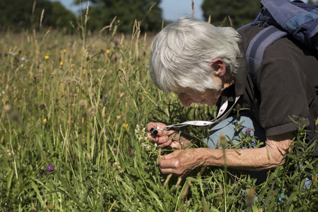 Wildflower Recording