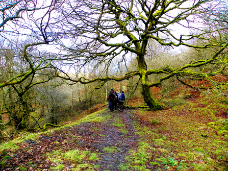 Walkers at Silent Valley woodland