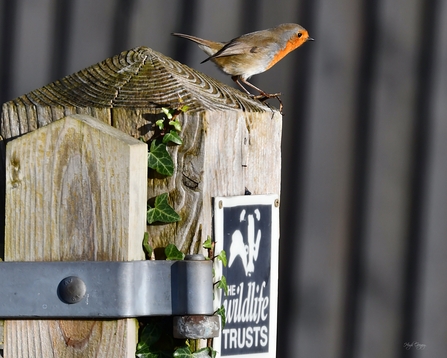 Robin at Magor Marsh nature reserve