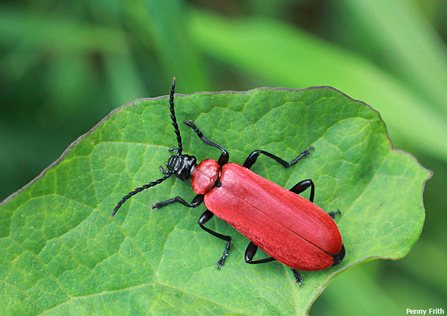 Cardinal beetle /