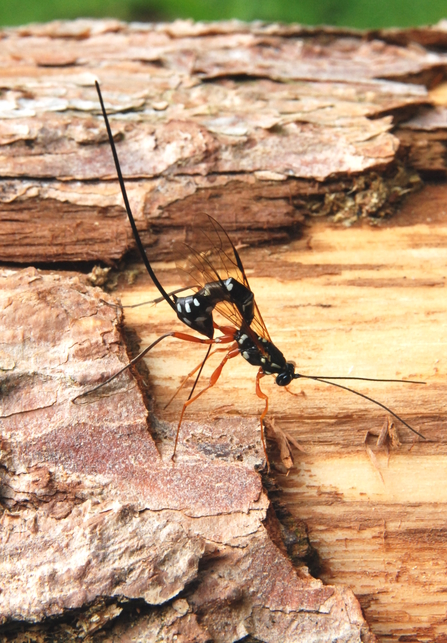 The invertebrate fauna of Mill Bank, Penallt, Monmouthshire, Wales: a ...