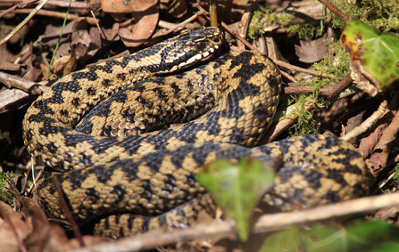 Photo of an Adder