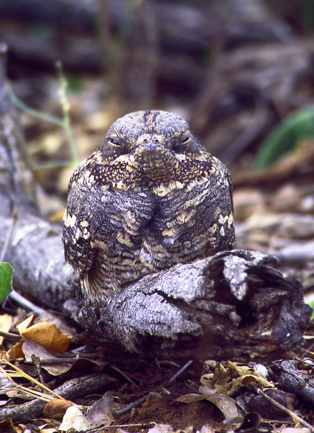 Photo of Nightjar.