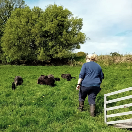 Pauline moving ewes and lambs at Pentwyn Farm